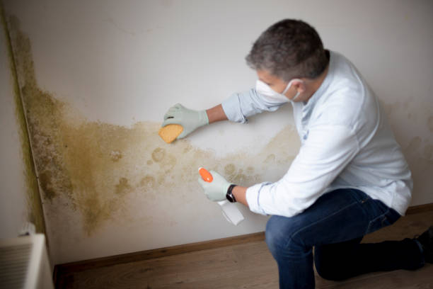 Best Mold Remediation for Healthcare Facilities  in Soldotna, AK